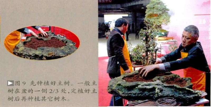 定植好主树后再种植其它树木