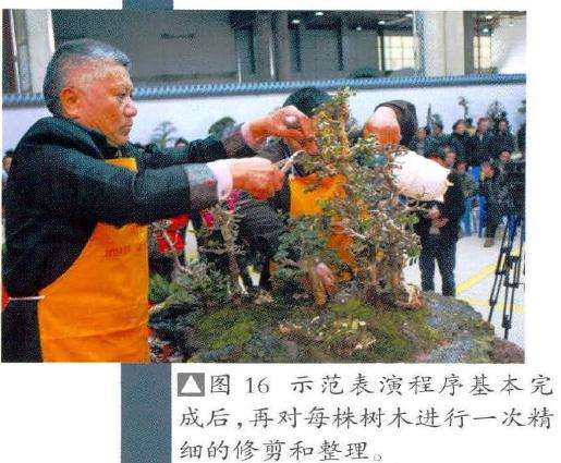 盆景修剪和整理
