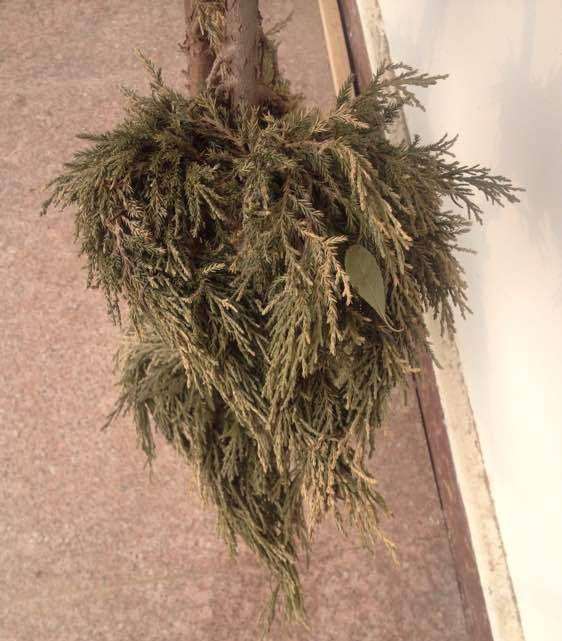 为什么路边卖的刺柏下山桩