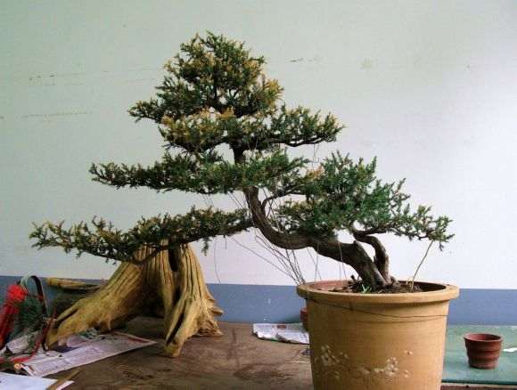 为什么我的刺柏盆景 叶子全黄了