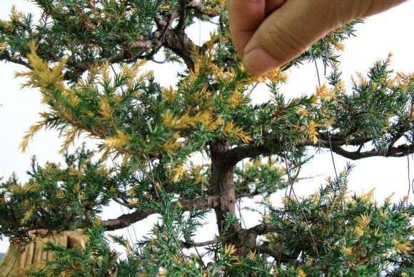 为什么我的刺柏盆景 叶子全黄了 图片