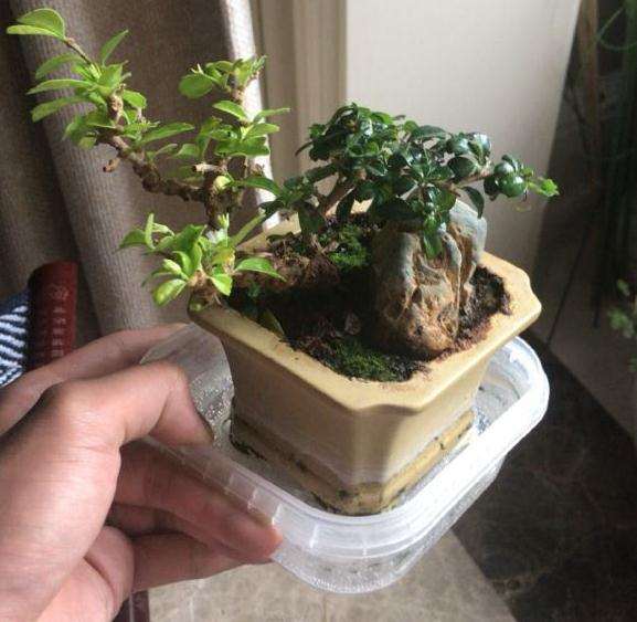 福建茶盆景养了很久 叶子发黄