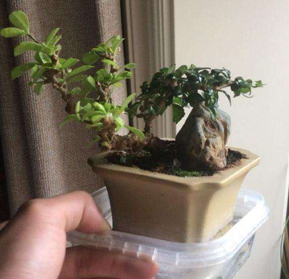 福建茶盆景养了很久 叶子发黄