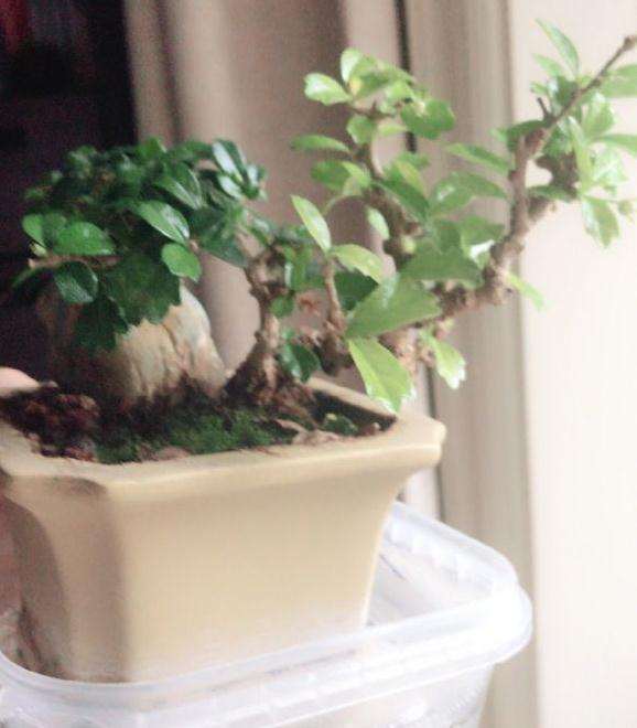 福建茶盆景养了很久 叶子发黄