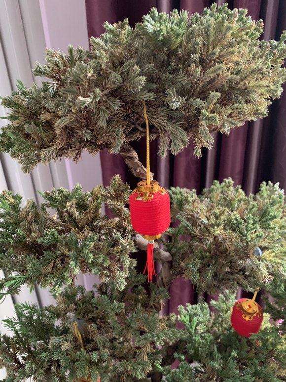 为什么刺柏盆景发黄发干 一碰就掉