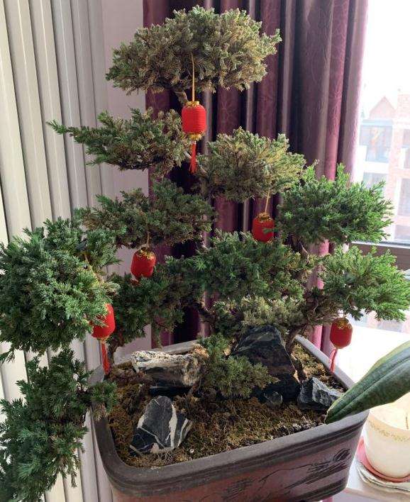 为什么刺柏盆景发黄发干 一碰就掉