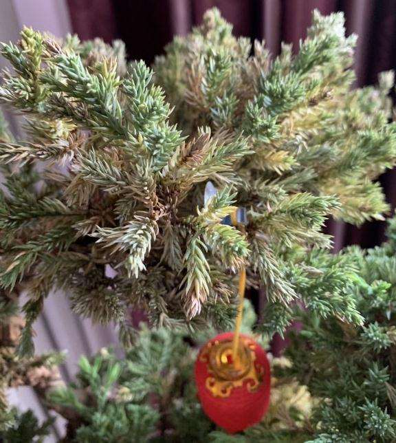 为什么刺柏盆景发黄发干 一碰就掉