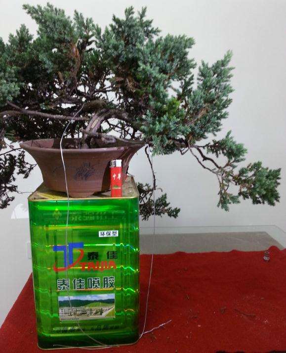 一棵小刺柏下山桩 求怎么造型