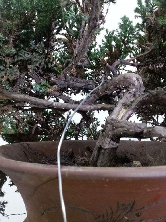 一棵小刺柏下山桩 求怎么造型