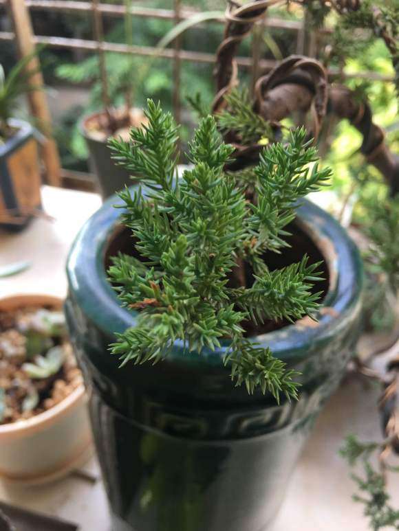 刺柏下山桩想换泥