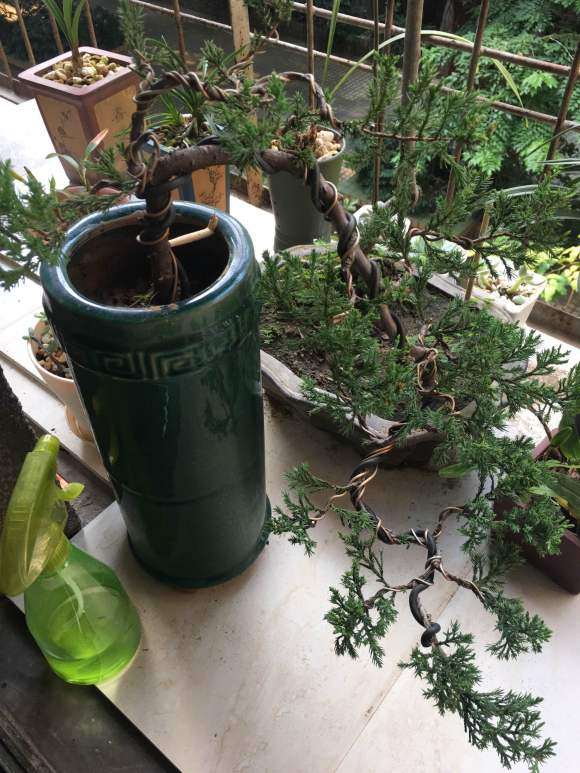 刺柏下山桩想换泥