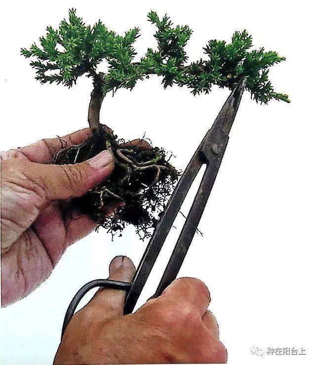 柏树盆景可以扦插么 什么时候扦插