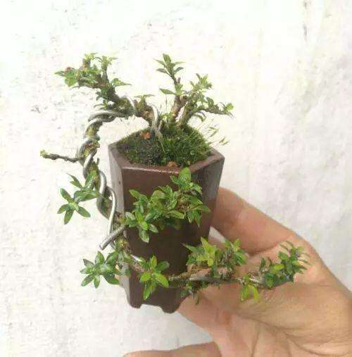 柏树盆景可以扦插么 什么时候扦插