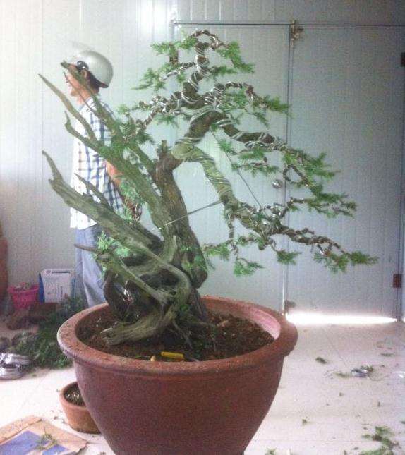 今天上午上午蟠扎的刺柏盆景 图片