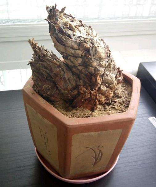 铁树下山桩这样种