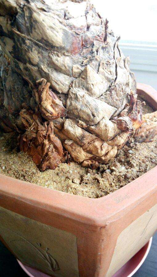 铁树下山桩这样种