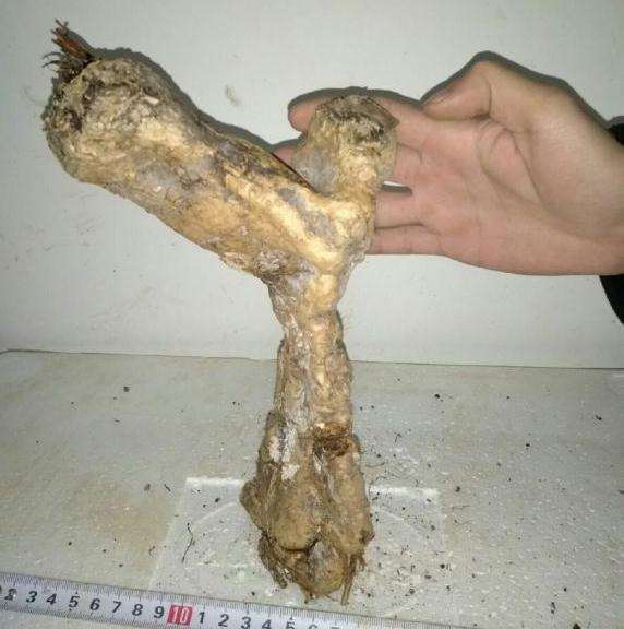 这种石山苏铁下山桩 还能成活吗