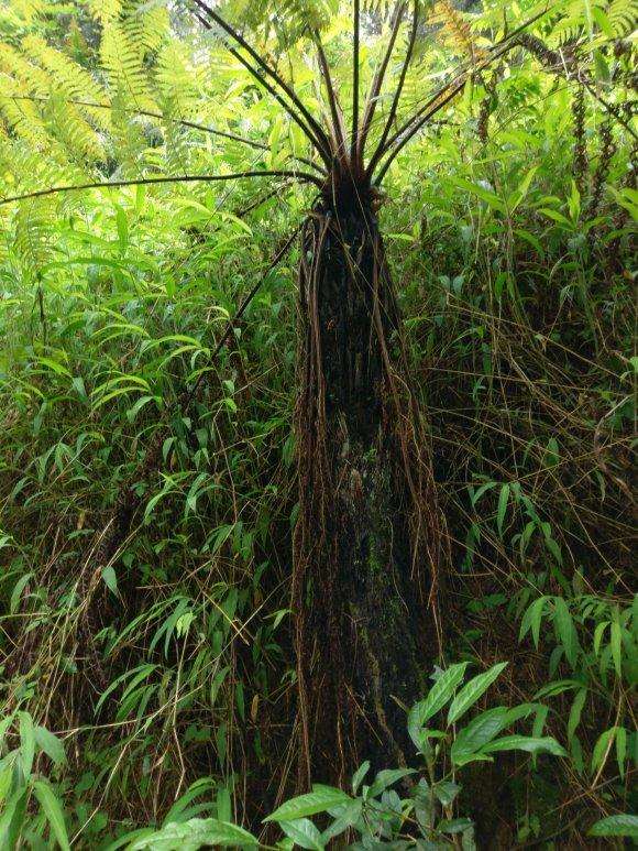 这铁树下山桩做盆景 怎么样