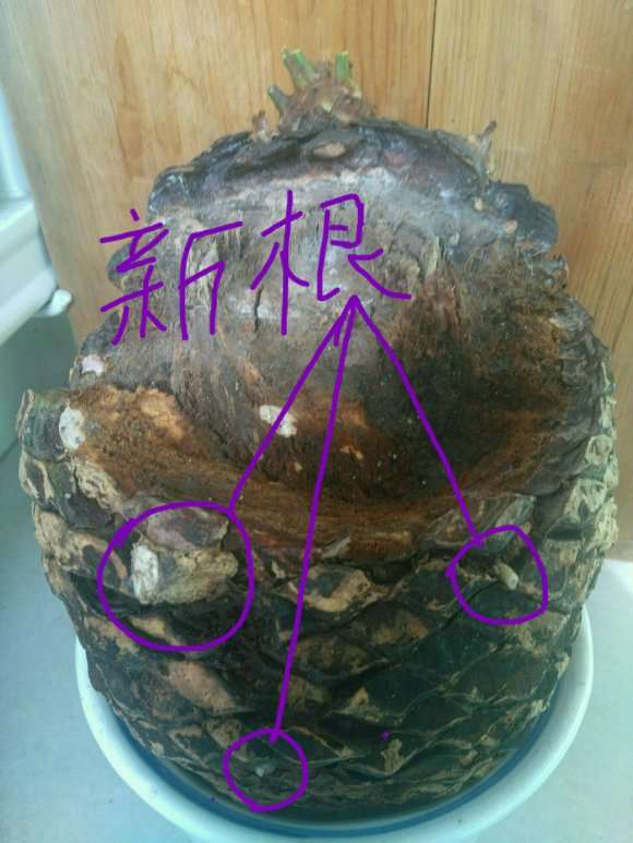 铁树下山桩 挖出时把叶子剪了