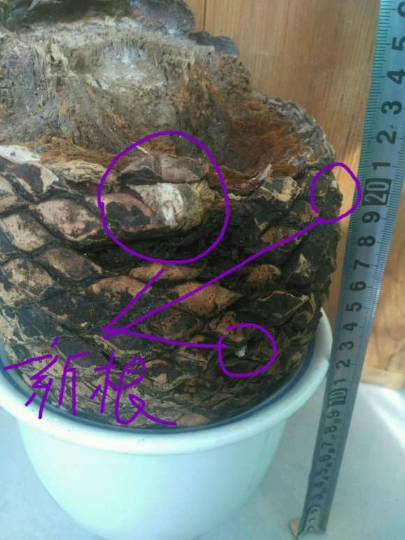 铁树下山桩 挖出时把叶子剪了
