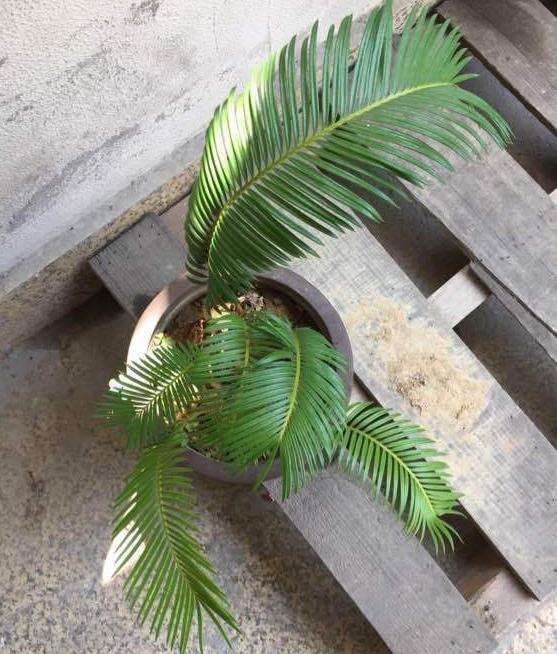 移栽铁树下山桩 需要把叶子剪掉吗