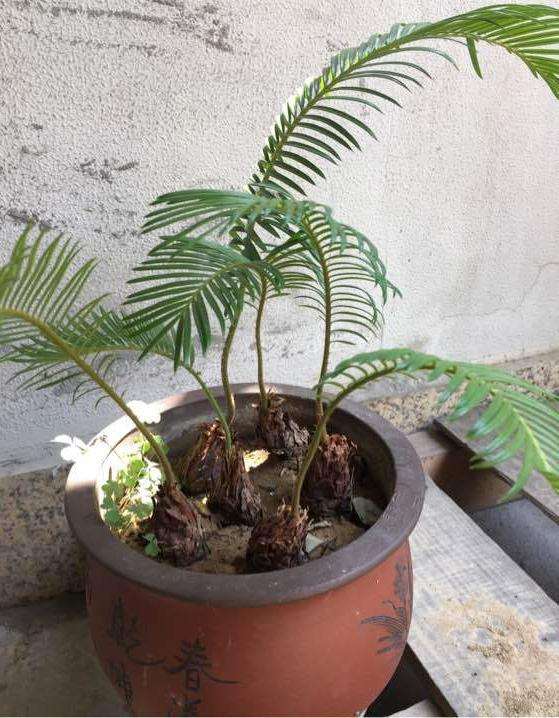 移栽铁树下山桩 需要把叶子剪掉吗