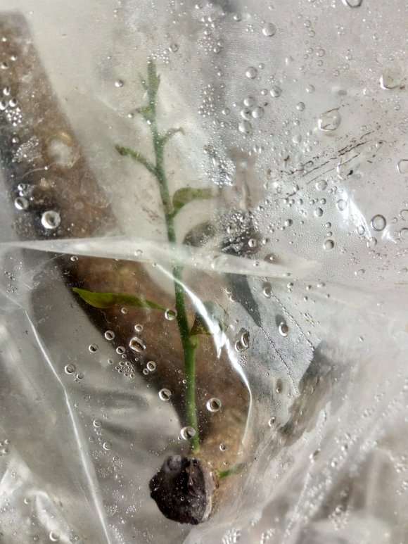 山桔下山桩 50图啊不 套袋发芽了
