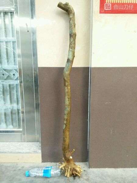 我的山桔下山桩的设计图