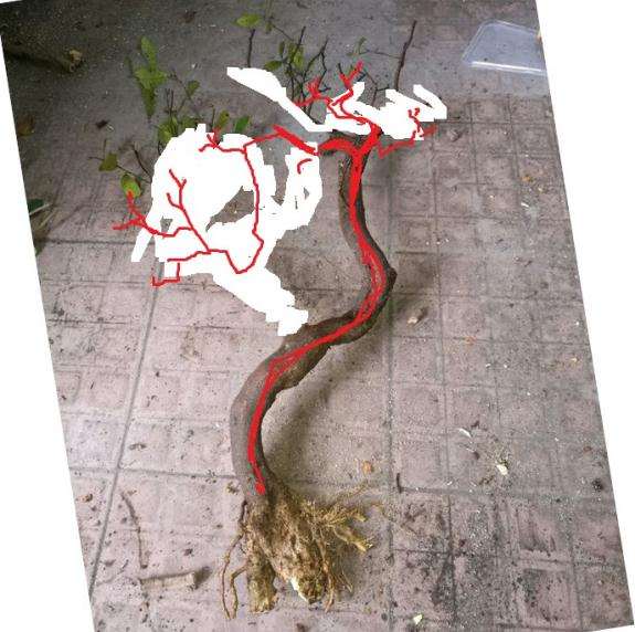 大师画的山桔下山桩设计图