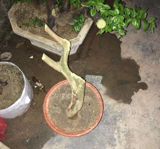 山桔下山桩是不是很值钱