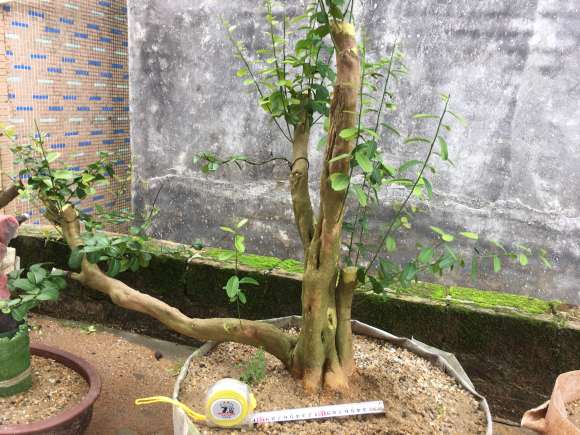 2个月前的山桔下山桩 应该成活吧