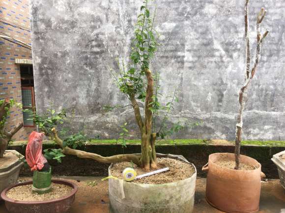 2个月前的山桔下山桩 应该成活吧