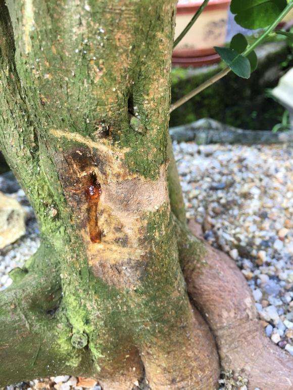 2个月前的山桔下山桩 应该成活吧