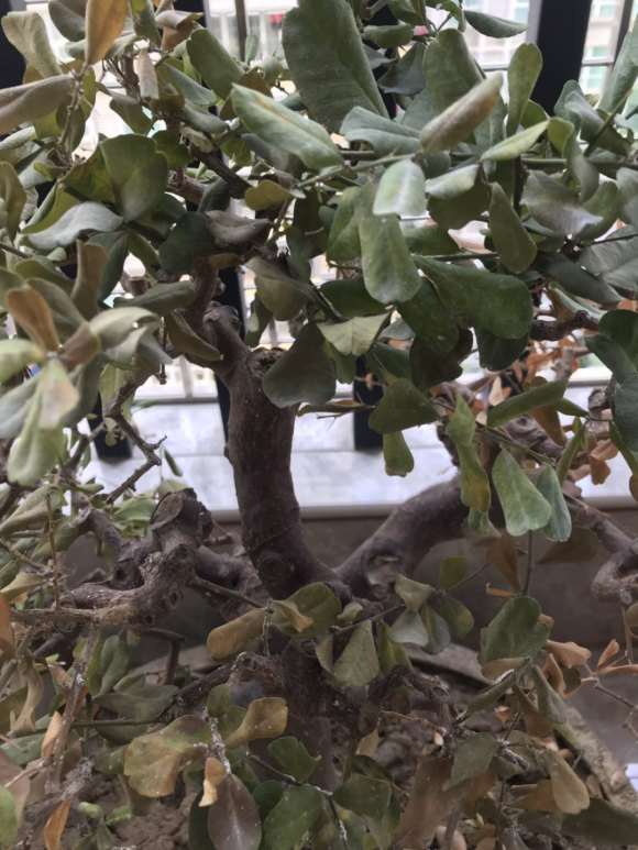 家里的山桔下山桩落叶了