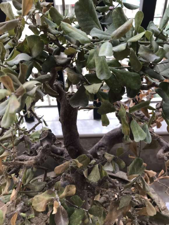 家里的山桔下山桩落叶了