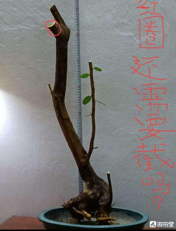 山桔下山桩出个设计图