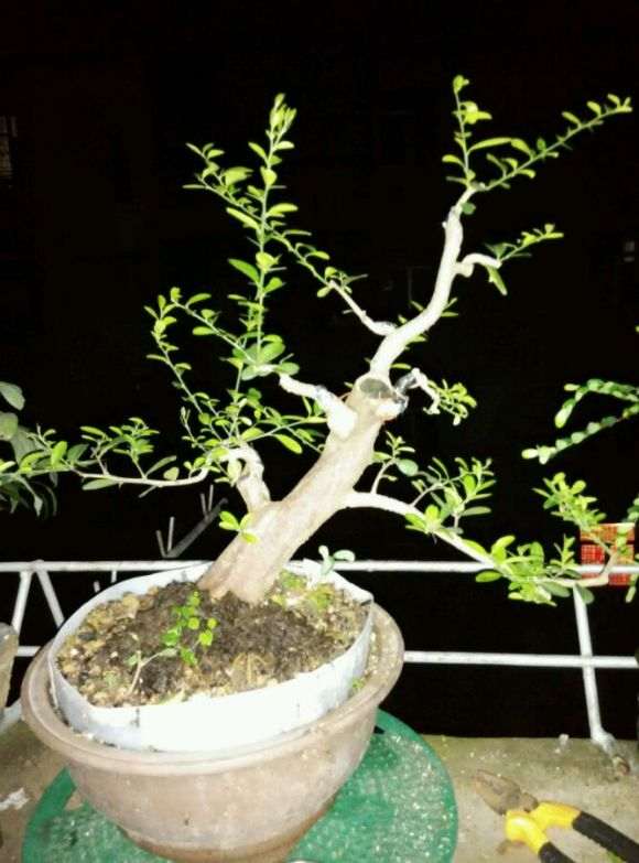 山桔下山桩顶过高 可以圈枝逼芽吗