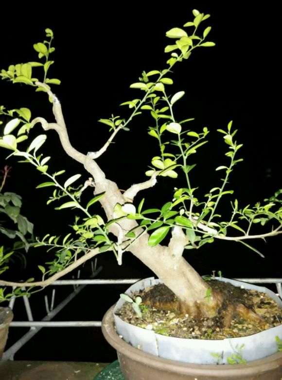 山桔下山桩顶过高 可以圈枝逼芽吗