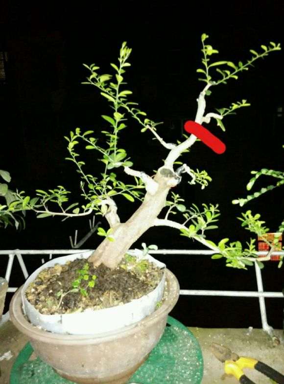 山桔下山桩顶过高 可以圈枝逼芽吗