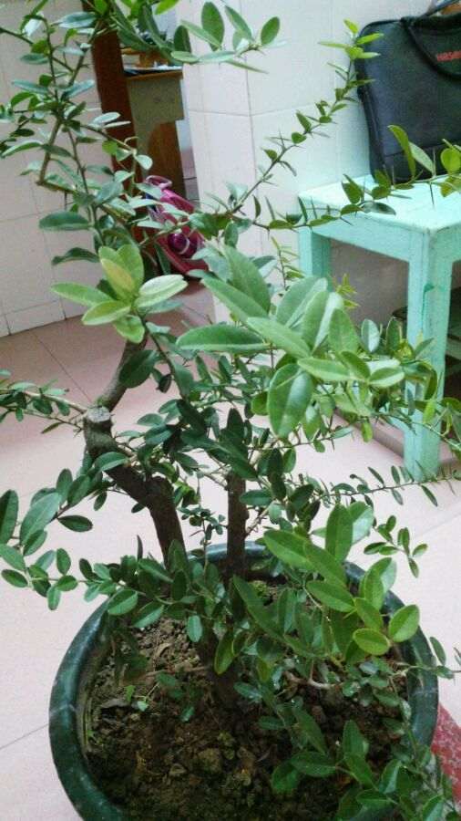 这个山桔下山桩如何修剪