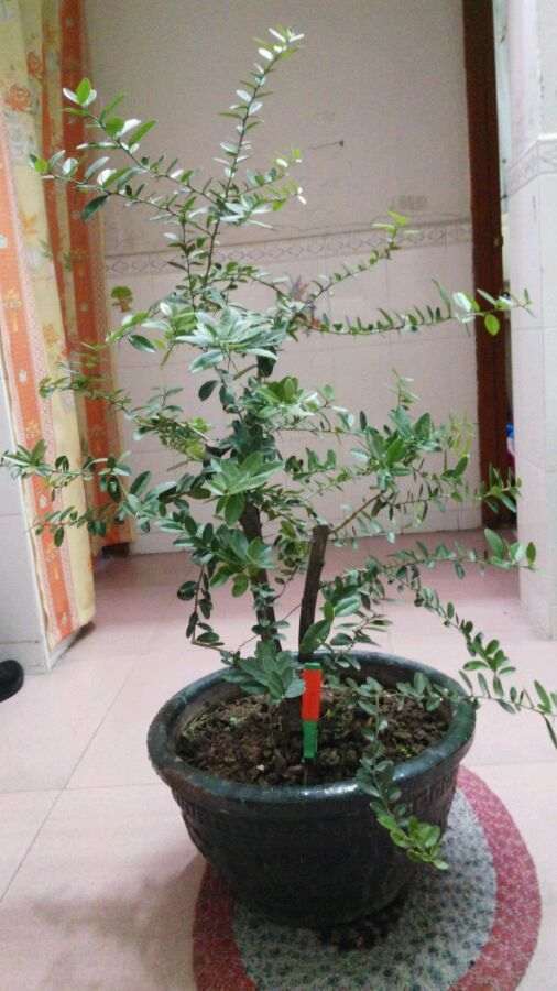 这个山桔下山桩如何修剪