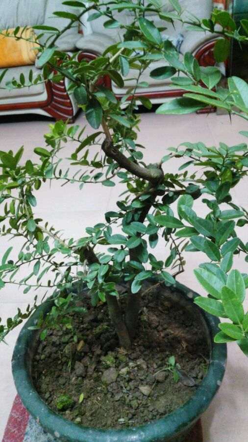 这个山桔下山桩如何修剪