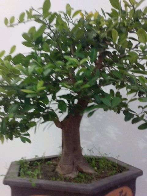 山桔下山桩2年没有修剪