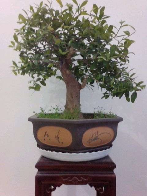 山桔下山桩2年没有修剪