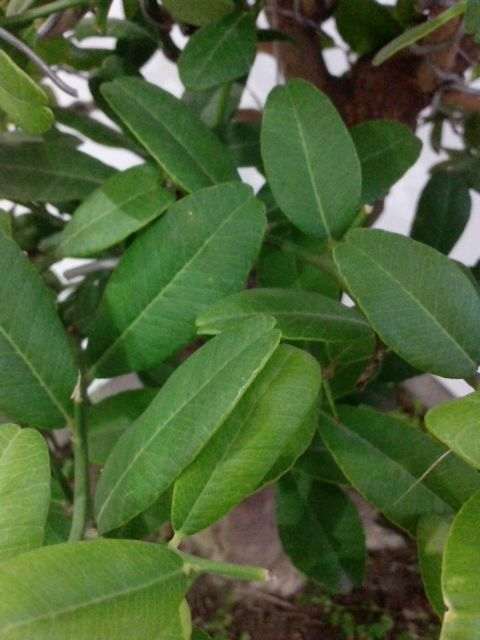 山桔下山桩2年没有修剪