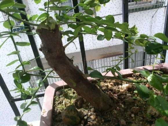 山桔下山桩煤渣放盆底 半沙半泥种