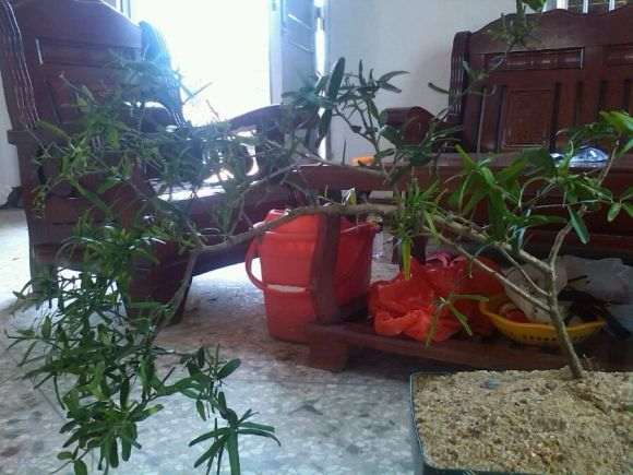 修剪一棵山桔下山桩 第一次练手
