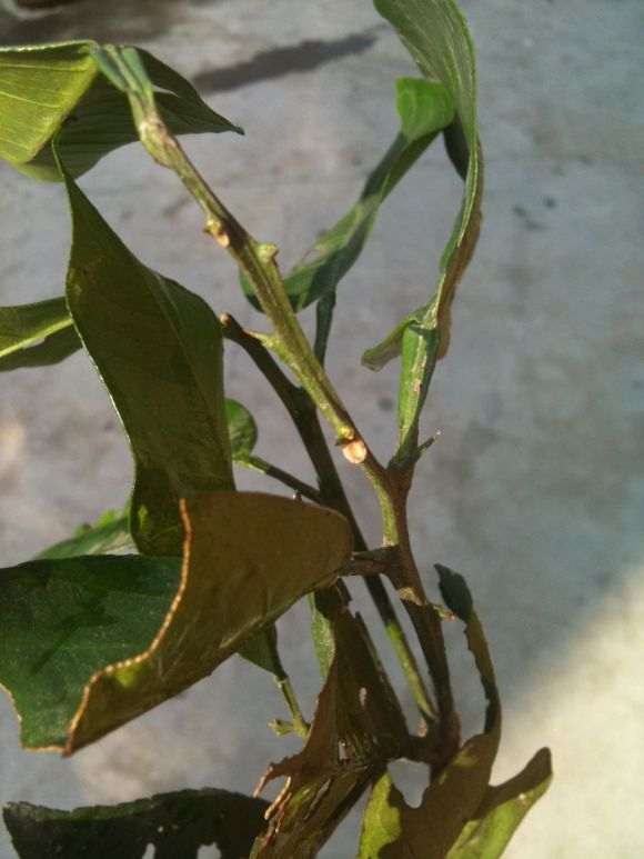 这个是不是山桔下山桩 怎么区别