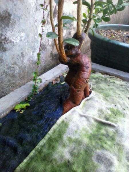 小品山桔下山桩 短根也要提