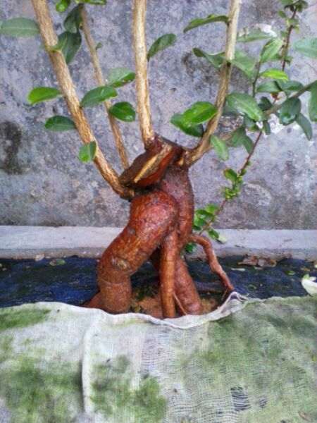 小品山桔下山桩 短根也要提